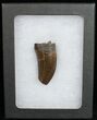 Tyrannosaurus rex (T-Rex) Tooth - Great Enamel #11913-2